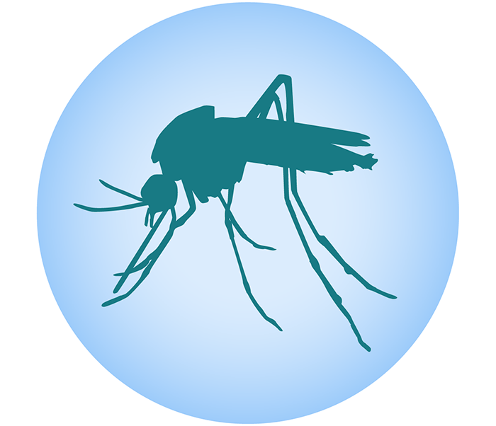 A silhouette of a mosquito
