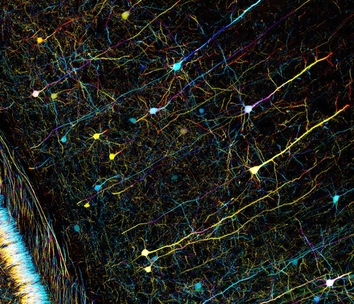 Mouse neurons