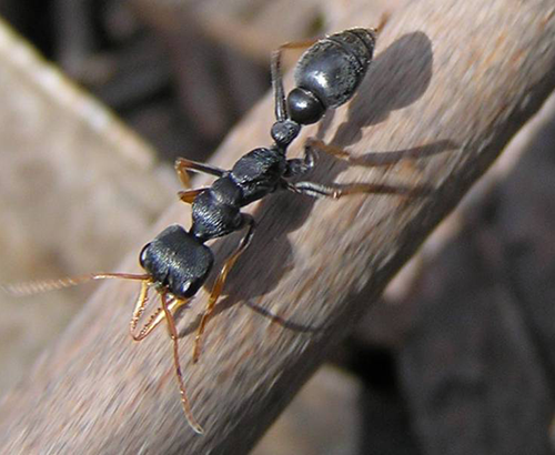 Myrmecia Karınca