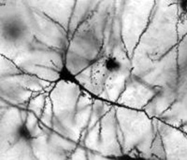 Малюнок нейрона