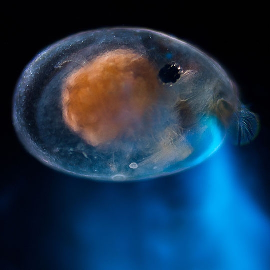 Single ostracod close up showing the their transparent outer shell.