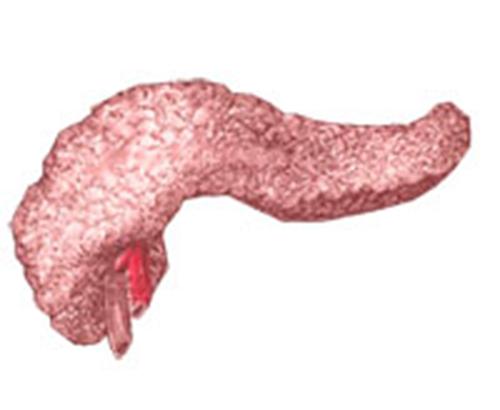 An illustration of a pancreas