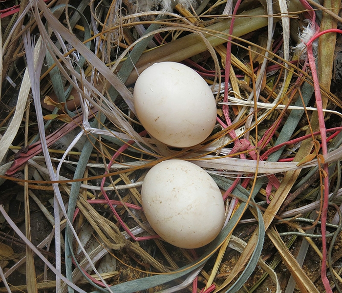 Two white pigeon eggs in a bed of grass