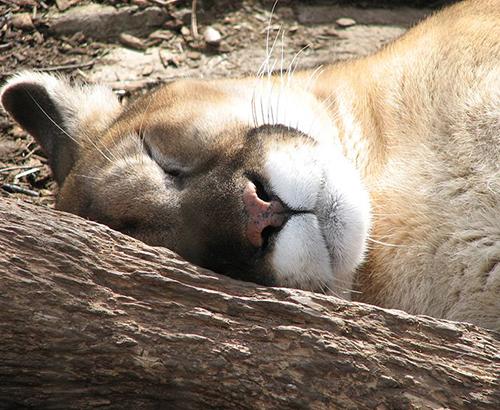 Sleeping mountain lion
