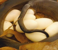 python eggs