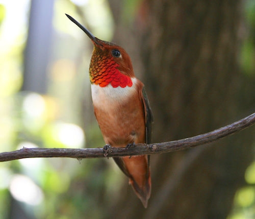 Rufous-throated-hummingbird