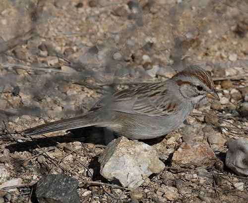 Rufous winged sparrow Arizona State University