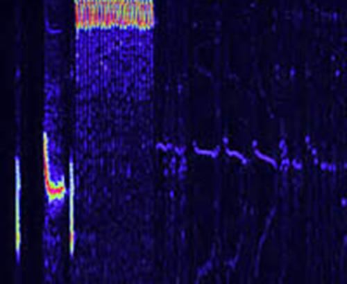 Sonogram of a rufous-winged sparrow