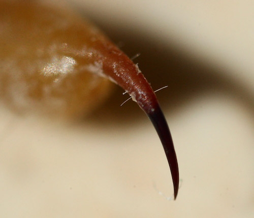 Close-up of a scorpion stinger