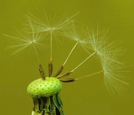 How Do Seeds Travel Ask A Biologist