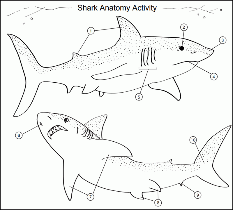 Shark anatomy coloring activity