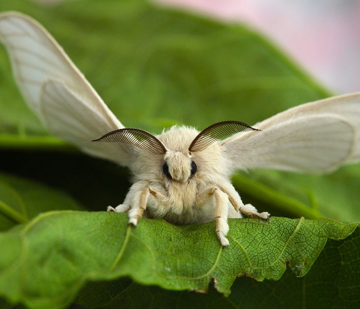 A fuzzy white moth with black antannae and large wings sits on a leaf