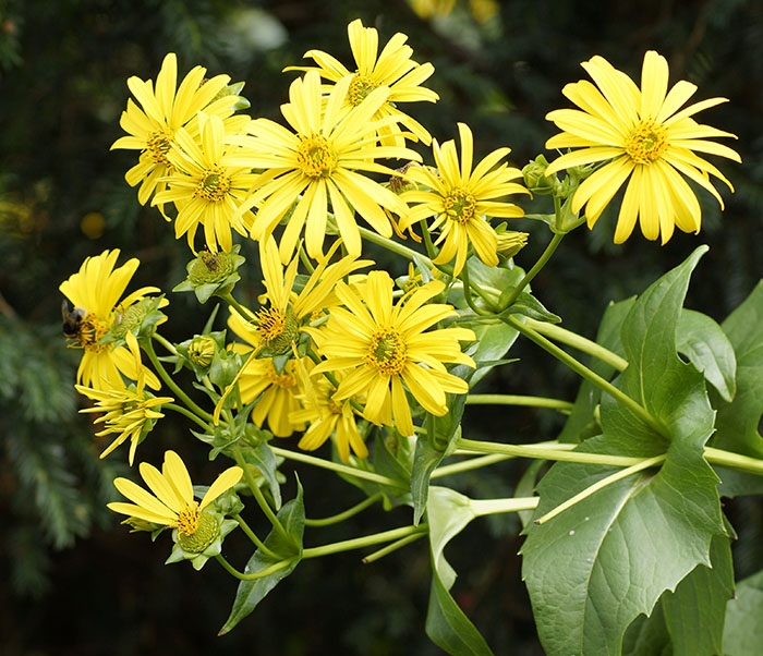 Yellow flowers growing off a green stem against a dark background.