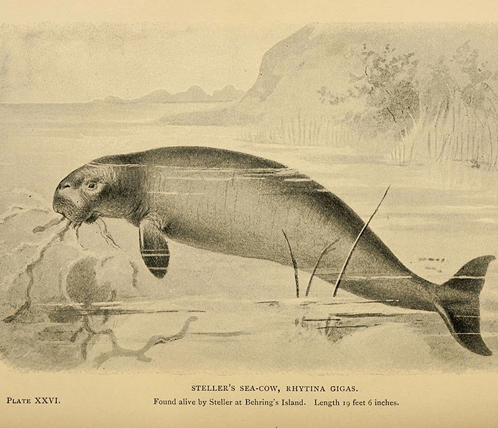 A drawing of the Steller's sea cow, which colonizers hunted to extinction in the 1700s
