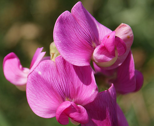 Sweet Pea Plant with Purple Flower