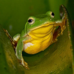 Taipei tree frog