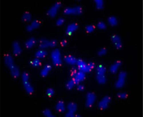 Fluorescent telomeres