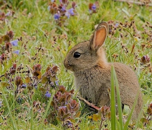 .صورة أرنب صغير