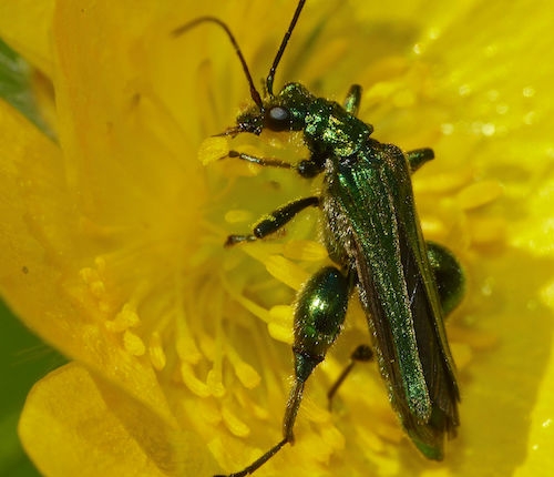 Thick legged, green flower beetle on a yellow flower
