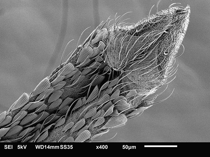 A microscopic view of a mosquito proboscis