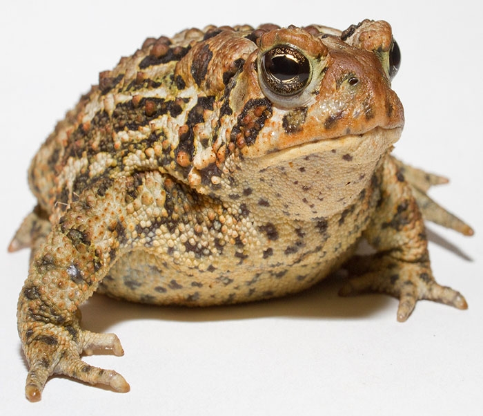 Image of a toad facing the camera against a white background