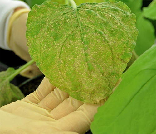 Tobacco leaf infected with virus
