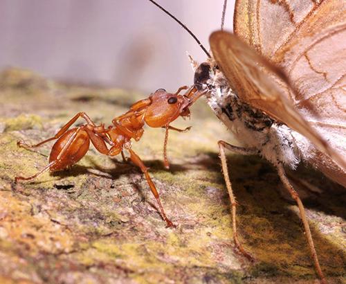 trap-jaw ant attacking a butterfly