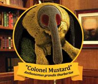 2013 Ugly Bug Contest winner, Colonel Mustard (Anthonomus grandis thurberrae).