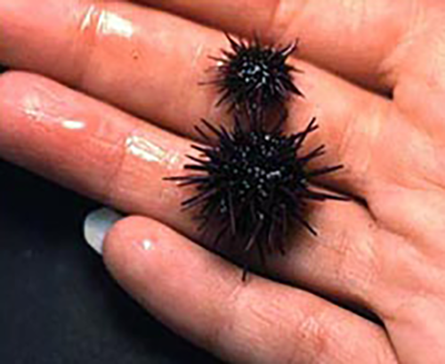 Young sea urchins