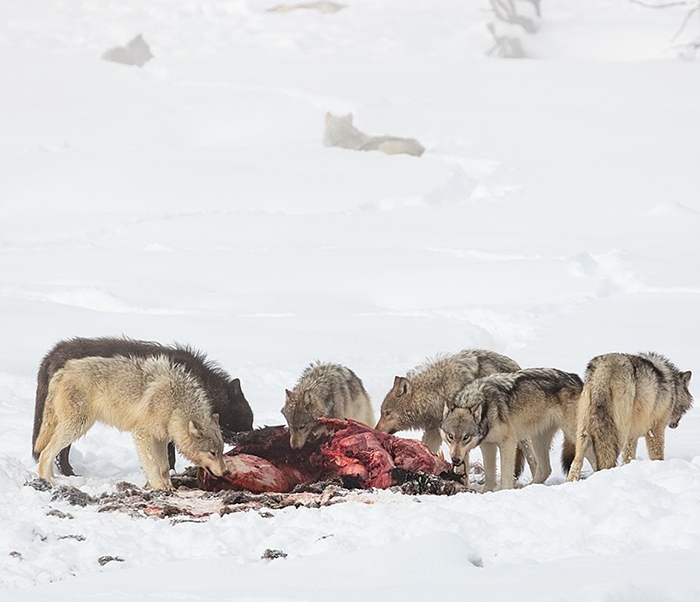 wolves eating a dead bison
