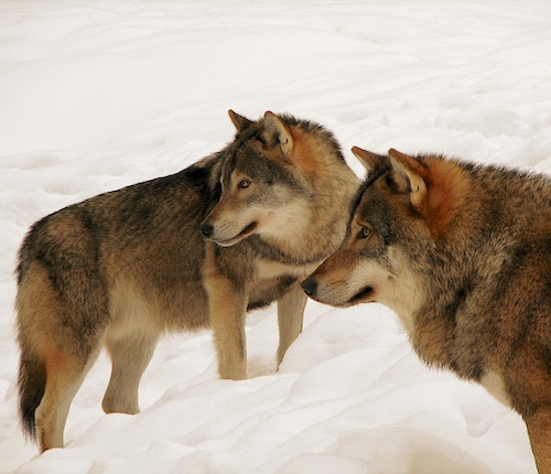 Two wolves in snow