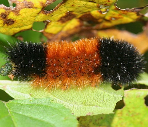 woolly caterpillar