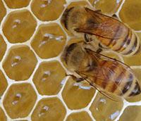 honey bees with their heads in honeycomb