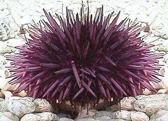 urchin underwater