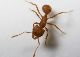 worker ant