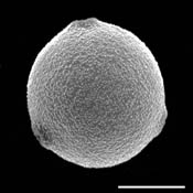 Image result for hemp pollen